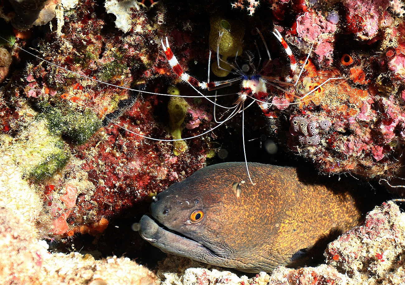 Raja Ampat 2016 - Gymnothorax javanicus - Giant moray - Murene Javanaise - IMG_4690_rc.jpg